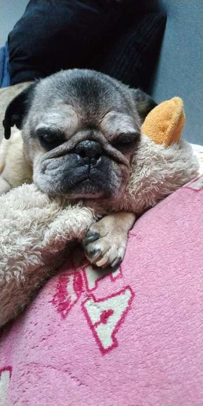 Brachycephale Hunderassen-Beitrag-Bild