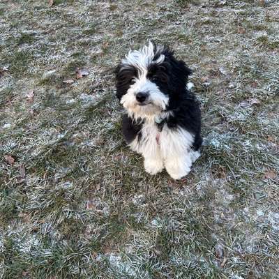 Hundetreffen-Welpentreffen-Bild