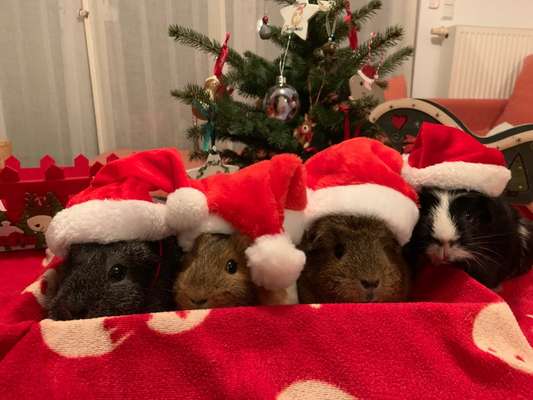 Unsere Fellnasen im Regenbogenland-Beitrag-Bild