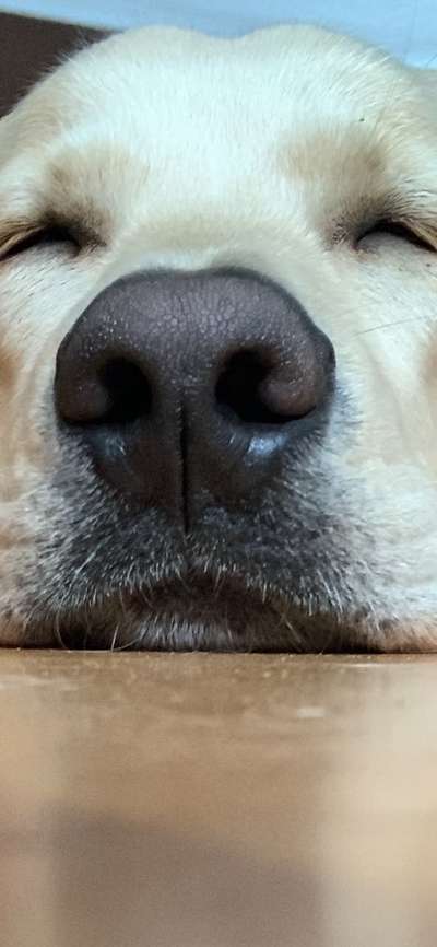 42. Handy Fotochallenge - Den richtigen Riecher haben-Beitrag-Bild