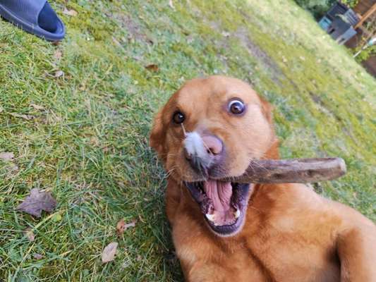 Lustigsten Grimassen von euren Hunden-Beitrag-Bild