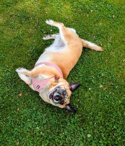 Hundetreffen-🐶 Gemeinsam Gassi gehen – wir freuen uns auf euch! 🐾-Bild