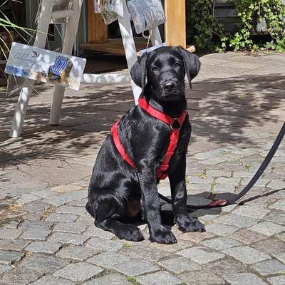 Hundetreffen-Spielrunde-Bild