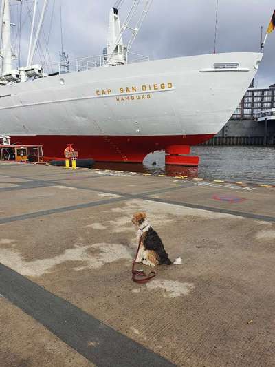 Hundetreffen-Mantrailer gesucht-Bild