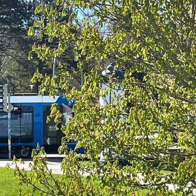 Giftköder-Giftköder-Bild