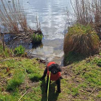 Hundetreffen-Gassi Runde / Spiel-Bild