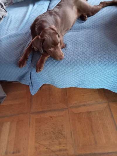 Darf der Hund bei Euch im Bett schlafen?-Beitrag-Bild