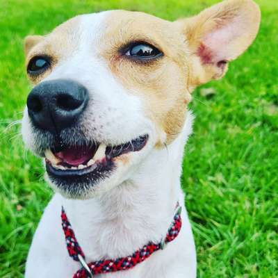 Fotochallenge Nr. 47 - Zeigt die Zähne-Beitrag-Bild