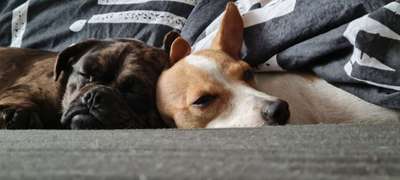 Hundetreffen-Zweckelwald Gladbeck-Bild