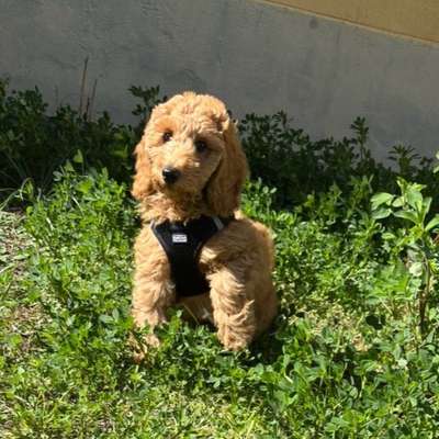 Hundetreffen-Welpentreffen in Steglitz-Bild