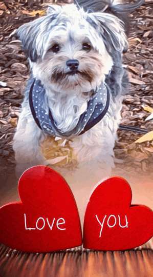 Ab wann fängt das vermenschlichen eines Hundes an ?-Beitrag-Bild