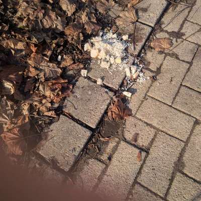 Giftköder-Mgl. Giftköder-Bild