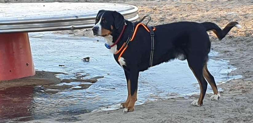 Wurfgeschwister gesucht!!!-Beitrag-Bild