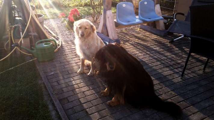 Welche Hunderasse-Beitrag-Bild