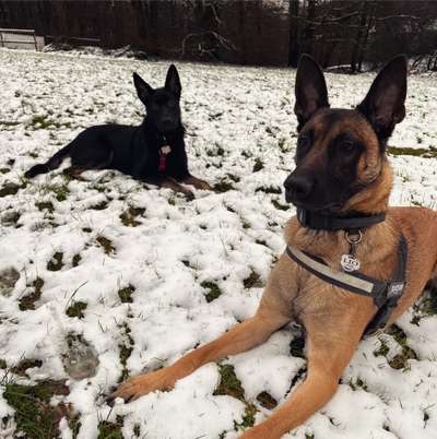 Schäferhund-Fans?-Beitrag-Bild