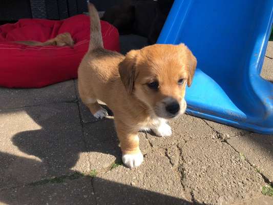 Welpen Bilder !-Beitrag-Bild