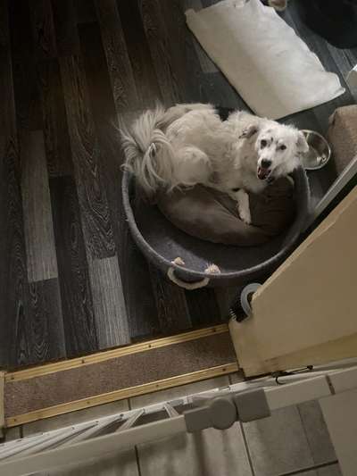 Jack Russel-Beitrag-Bild