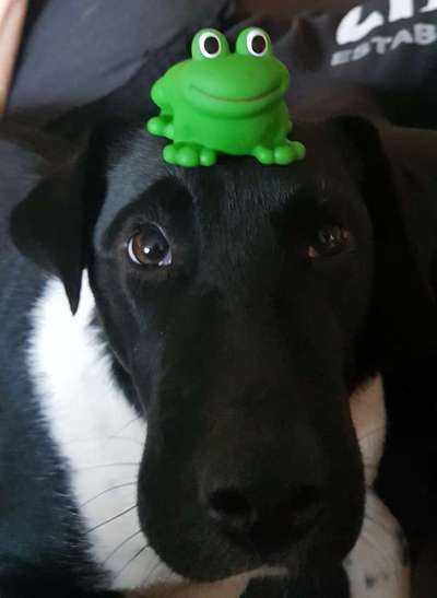 Lustige Bilder-Beitrag-Bild