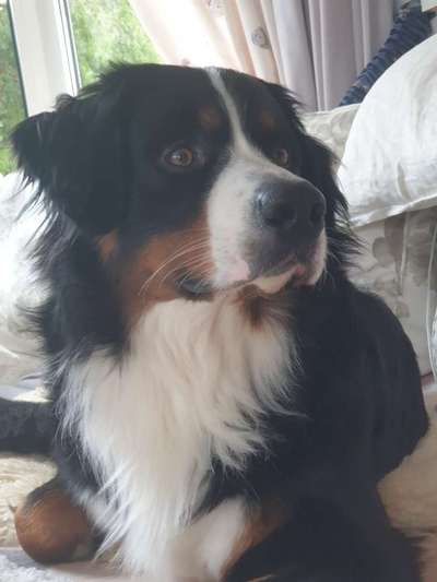 Berner Sennen-Beitrag-Bild