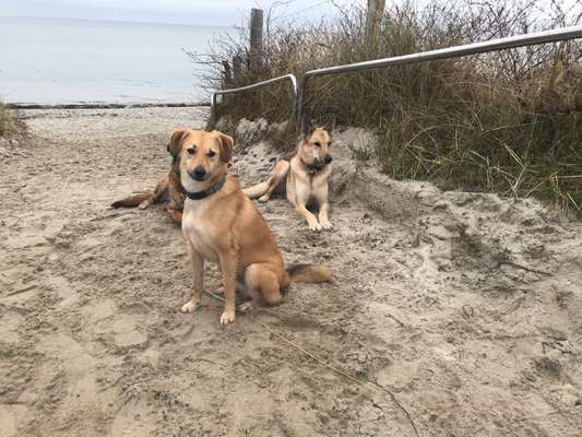 Podencomischling oder Podenco-Beitrag-Bild