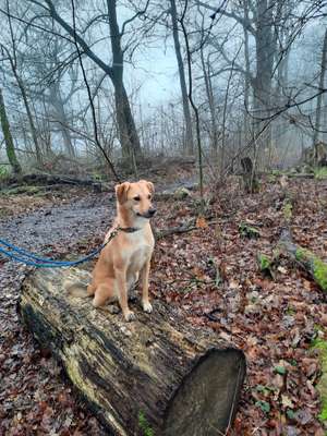 Hundetreffen-Hundespaziergang am bredenbeker teich-Bild