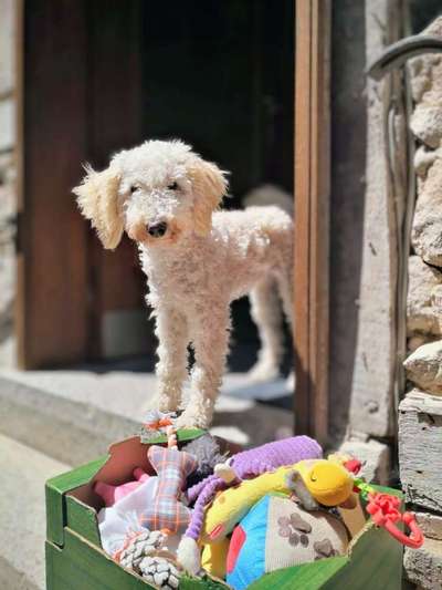 Hundetreffen-Wir suchen Gassi- und Spielbegleitung-Bild