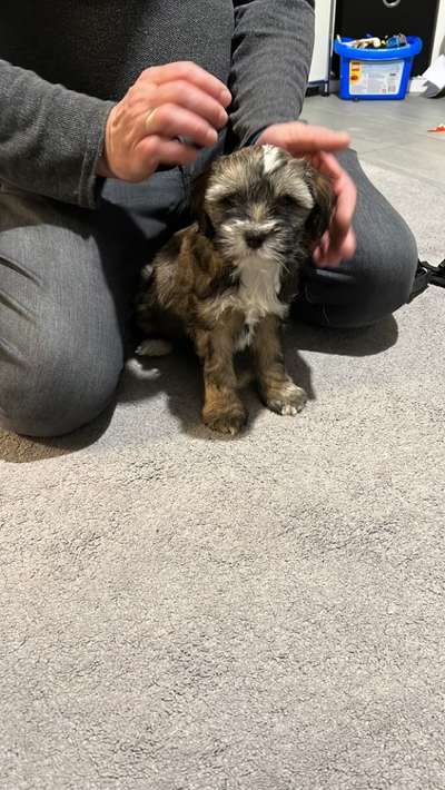 Welpen Bilder !-Beitrag-Bild