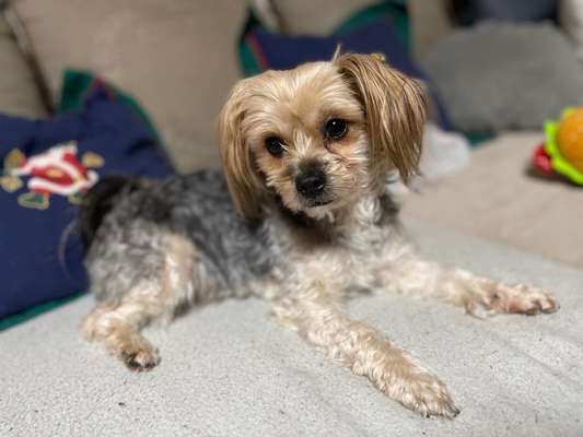 Yorkshire Terrier-Beitrag-Bild