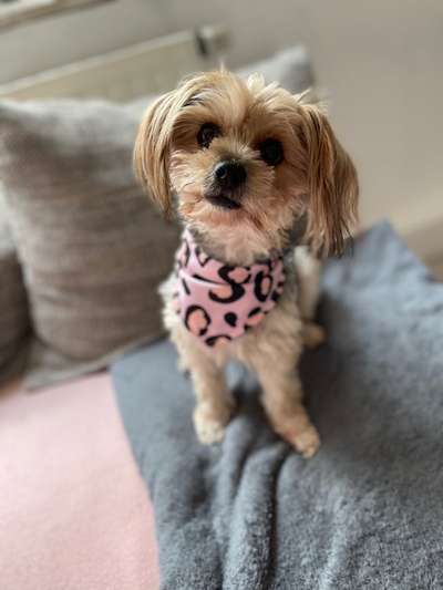 Mischlingshunde Foto Aufruf-Beitrag-Bild