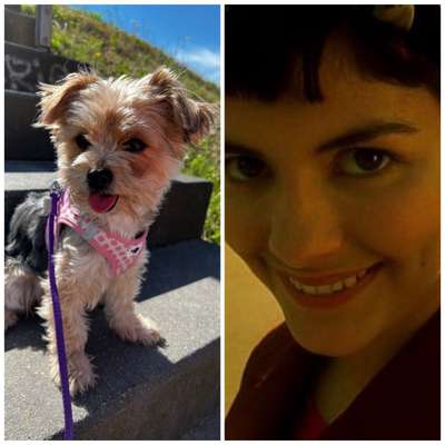 Wie heißt dein Hund?-Beitrag-Bild