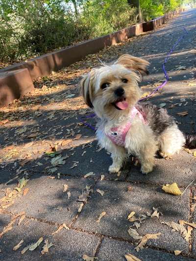 Die Dogorama Kalender Challenge Titelbild-Beitrag-Bild