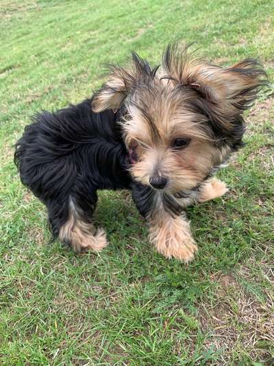 Welpen Bilder !-Beitrag-Bild