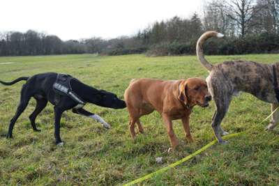 Hundeauslaufgebiet-Bayerhansen Wiesen-Bild