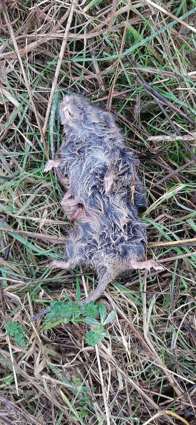 TierschutzhundeStammtisch🐕-Beitrag-Bild