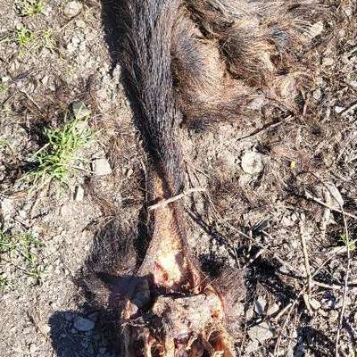 Warum Kadaver im Wald entsorgen?-Beitrag-Bild