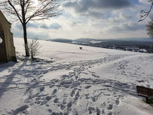 TierschutzhundeStammtisch🐕-Beitrag-Bild