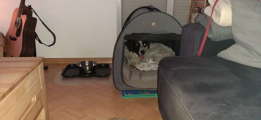 TierschutzhundeStammtisch🐕-Beitrag-Bild