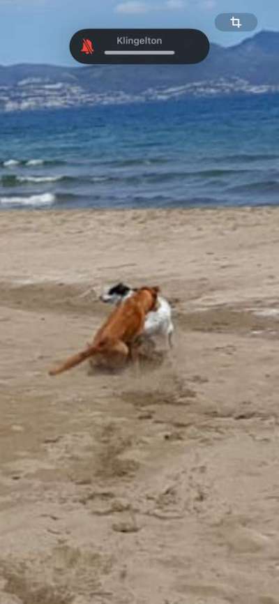 TierschutzhundeStammtisch🐕-Beitrag-Bild