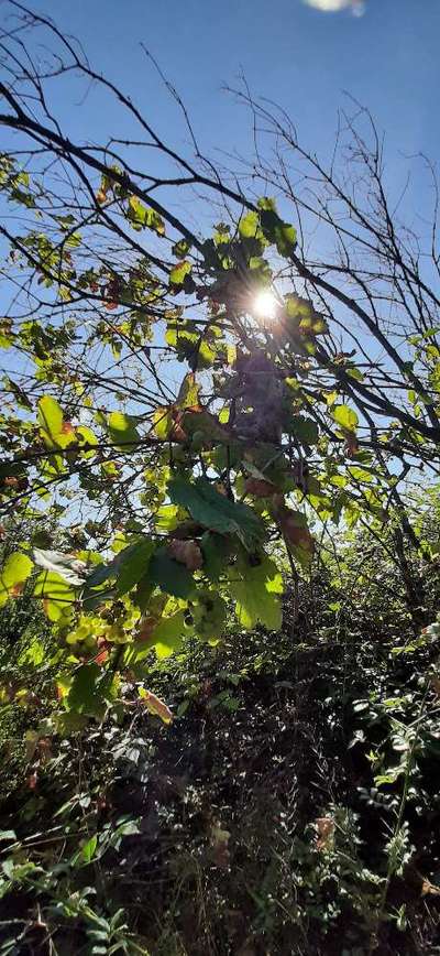 Die wunderschöne Welt mit Hund.-Beitrag-Bild
