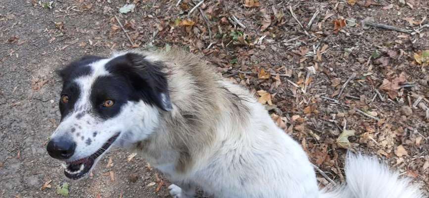 TierschutzhundeStammtisch🐕-Beitrag-Bild