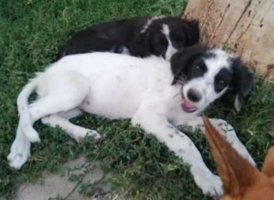 TierschutzhundeStammtisch🐕-Beitrag-Bild