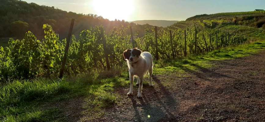 TierschutzhundeStammtisch🐕-Beitrag-Bild