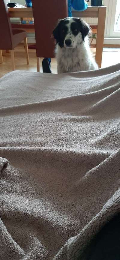 TierschutzhundeStammtisch🐕-Beitrag-Bild