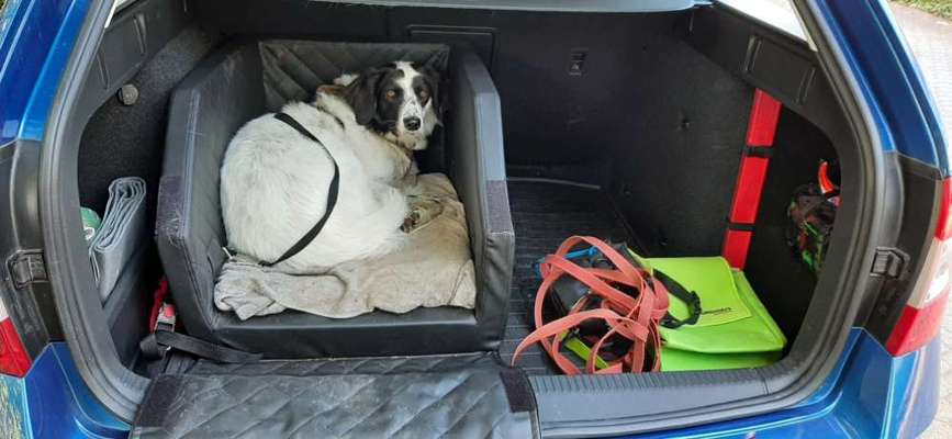 TierschutzhundeStammtisch🐕-Beitrag-Bild