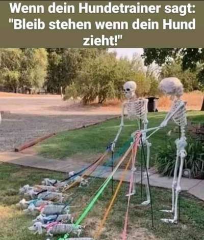 Hunde Memes-Beitrag-Bild