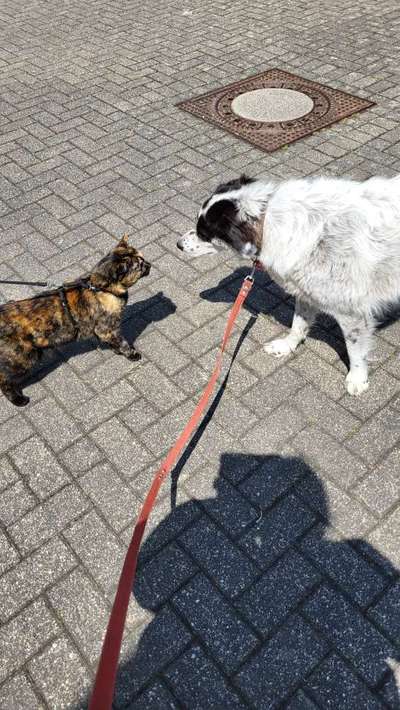 TierschutzhundeStammtisch🐕-Beitrag-Bild