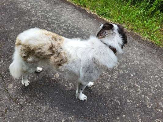 TierschutzhundeStammtisch🐕-Beitrag-Bild