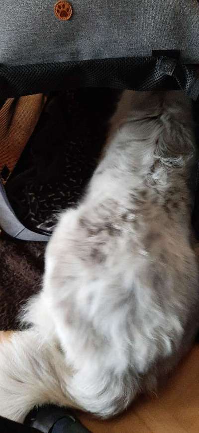 TierschutzhundeStammtisch🐕-Beitrag-Bild