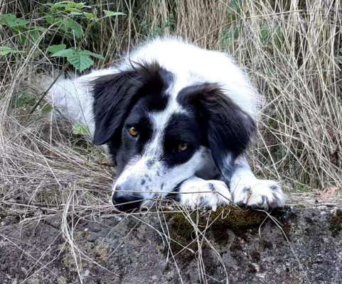 TierschutzhundeStammtisch🐕-Beitrag-Bild