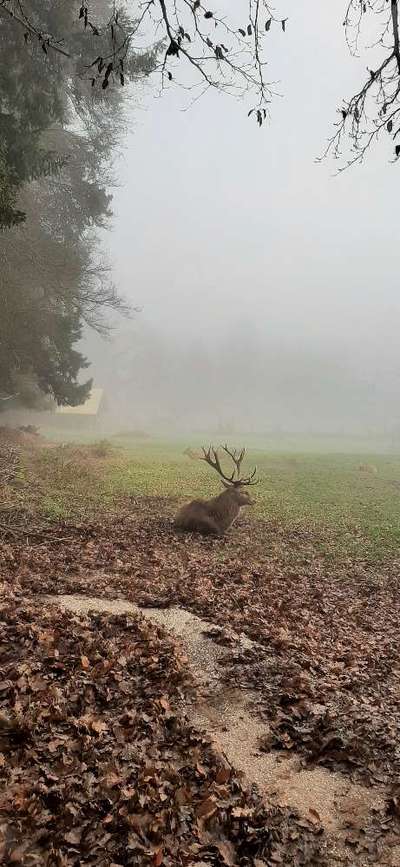 TierschutzhundeStammtisch🐕-Beitrag-Bild